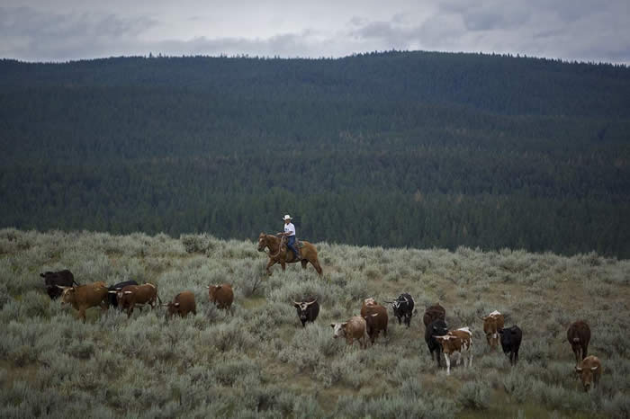 Montana ranches