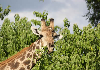 Safari, africa, giraffes, kenya, south africa