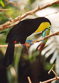 birdwatching in Panama