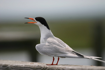 birding in Cape May