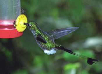 birding in Ecuador