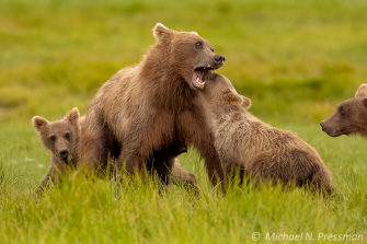 Michael Pressman, bears in Alaska
